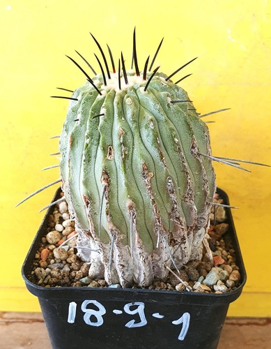 Copiapoa dealbata steckling - copiapoa,