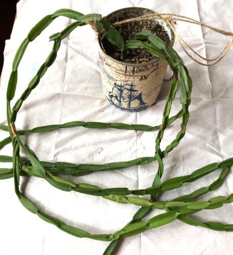 Rhipsalis paradoxa rarität - paradoxa,