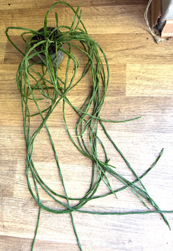 Rhipsalis paradoxa minor - ,