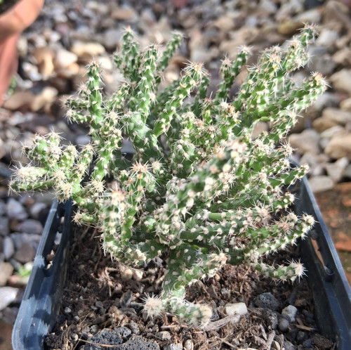 Cylindropuntia whipplei