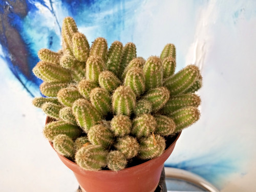 Echinopsis silvestrii große - echinopsis,