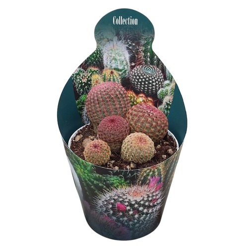 Echinocereus rigidissimus
