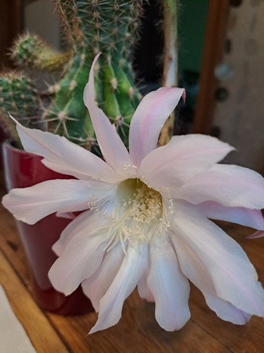 Kaktus echinopsis traumhafte - echinopsis,,