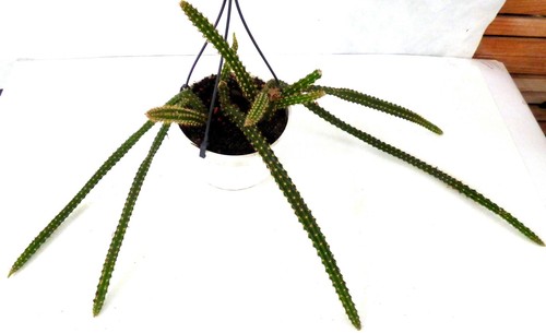 Aporocactus malisonii