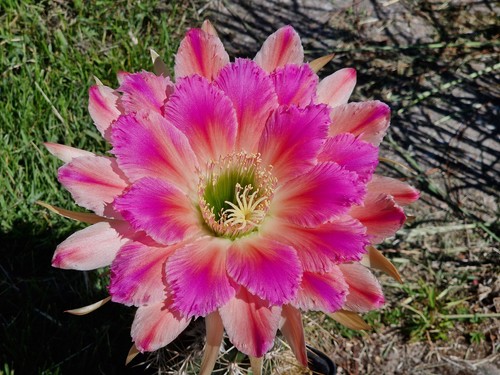 Echinopsis-Trichocereus-Hybrid