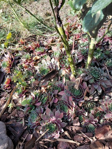 Hauswurz sempervivum - hauswurz,
