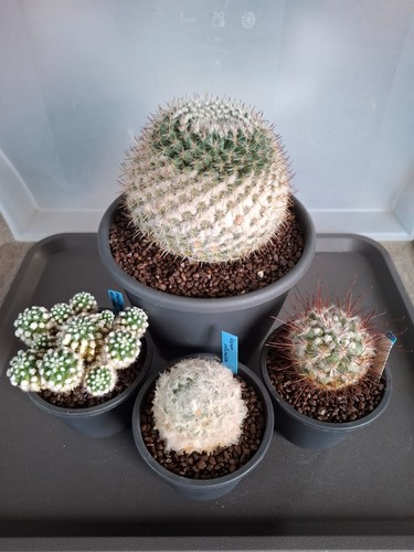Kakteen mammillaria set aus - mammillaria,