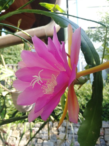 Epiphyllum blattkaktus - -,