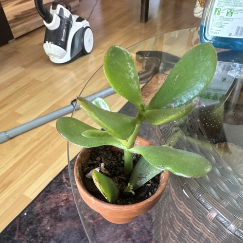 Dickblatt - , (crassula)