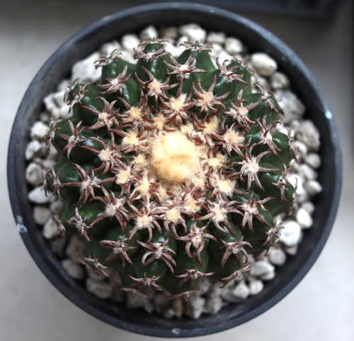 Discocactus ferricola - ferricola, cv