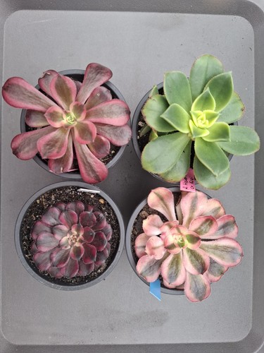Aeonium set top - aeonium,