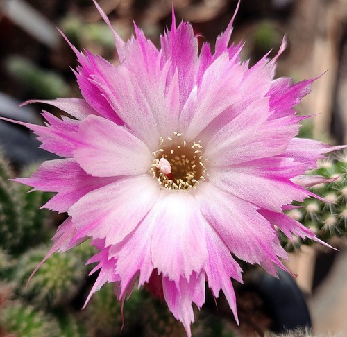 Chamaecereus rosa feder - feder, 6