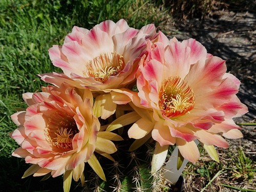 Echinopsis-Trichocereus-Hybrid