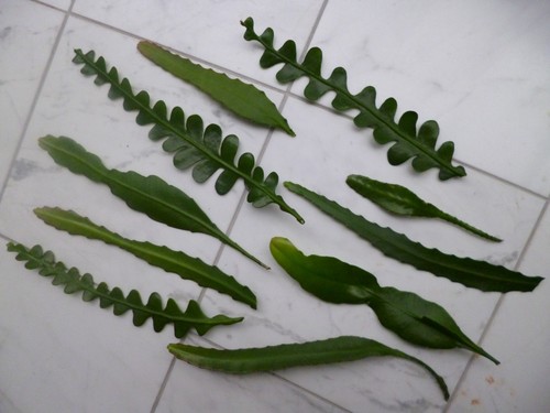 Epiphyllum blattkakteen - 10,