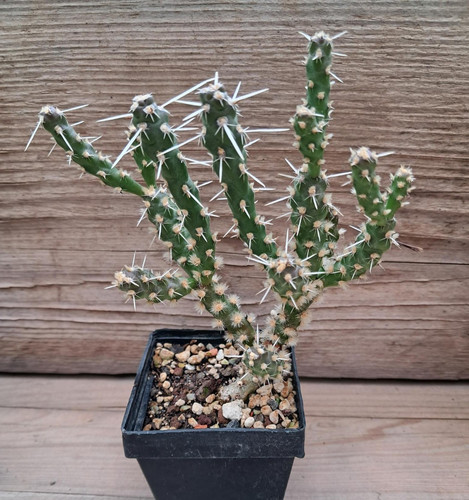 Cylindropuntia whipplei - !!,