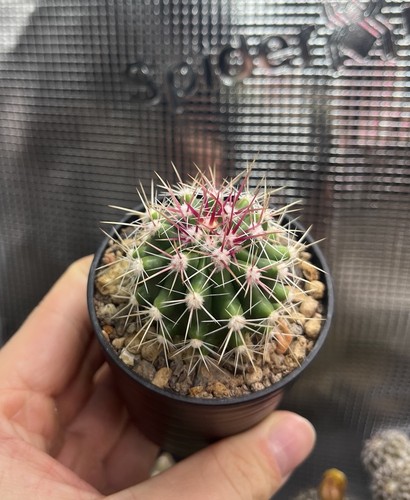 Ferocactus pilosus kaktus - pilosus,