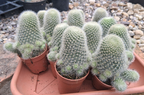 Stück rebutia fiebrigii - stück,