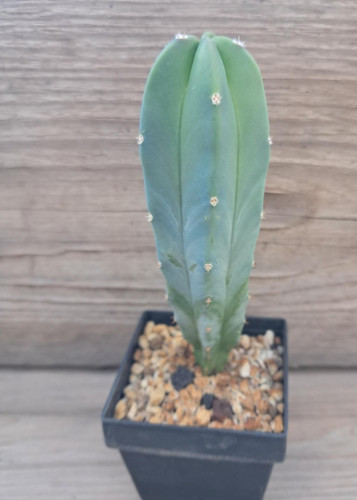 Myrtillocactus geometrizans - !!,