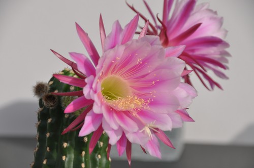 Trichocereus hybride kakteen - trichocereus-hybride,,