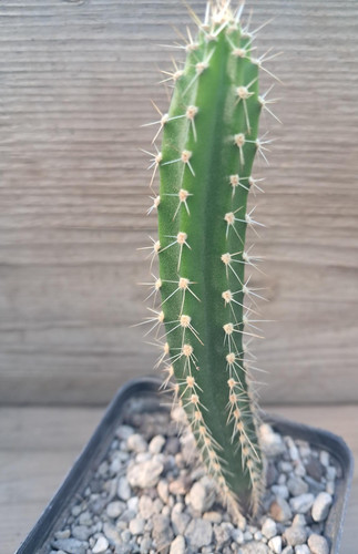 Cereus spec ohne namen - cereus,
