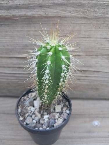 Neobuxbaumia polylopha - !!, –