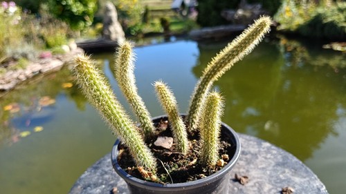 Aporocactus flagelliform - , im