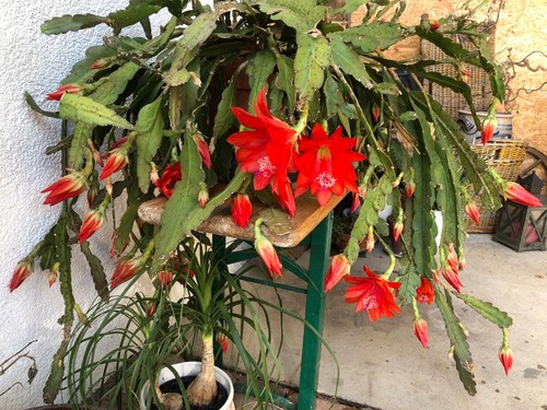 Disocactus ackermannii