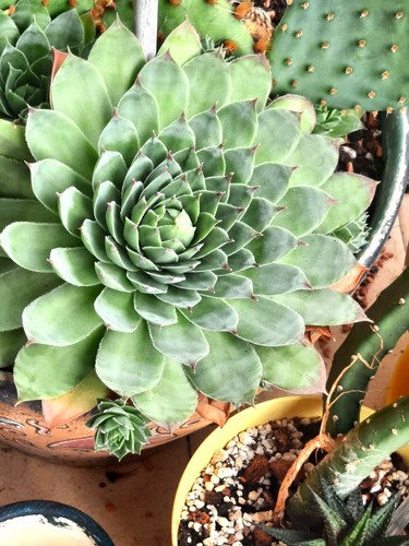 Sempervivum hauswurz dachwurz - hauswurz,
