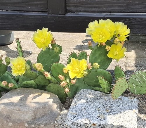 Opuntia humifusa 6 - opuntia,