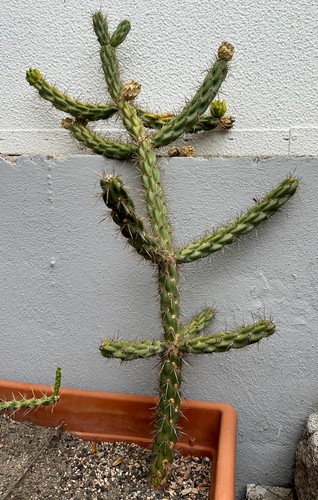 Cylindropuntia imbricata aus
