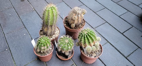 Echinopsis hybr sleeping - 5,