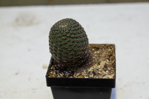 Reicheocactus