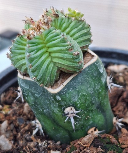 Aztekium ritteri cm - ritteri,
