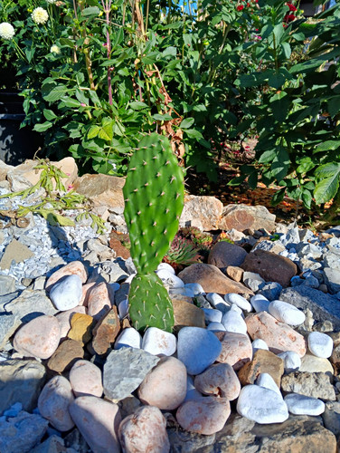 Feigenkaktus opuntia kakteen - feigenkaktus,