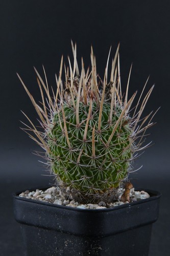 Echinofossulocactus