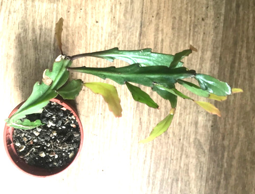 Rhipsalis rhombea rarität - rhipsalis,