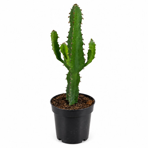 Euphorbia ingens 35 cm - euphorbia,