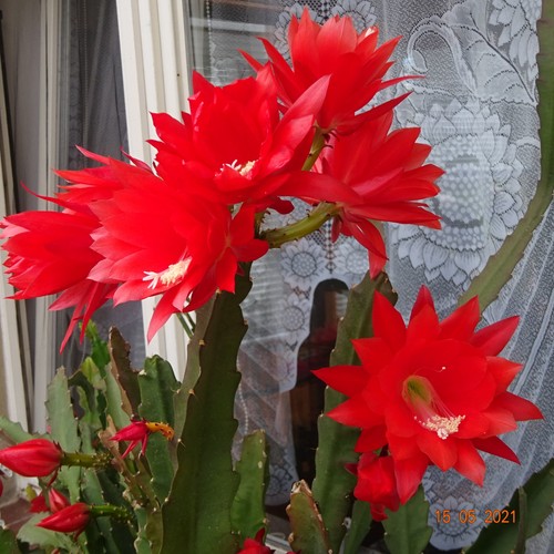 Epiphyllum ackermanni - epiphyllum,