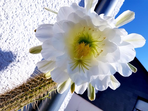 Echinopsis-Trichocereus