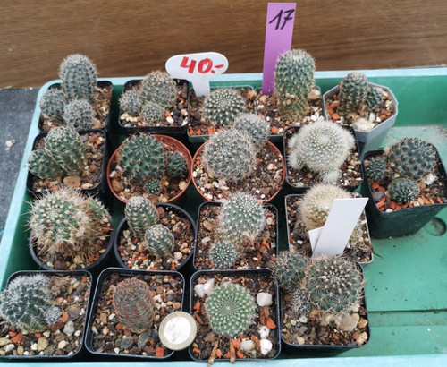 Mediolobivia und rebutia - 18,
