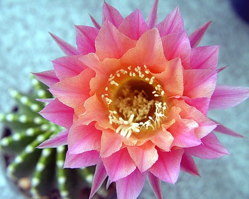Echinopsis morgenzauber - echinopsis,