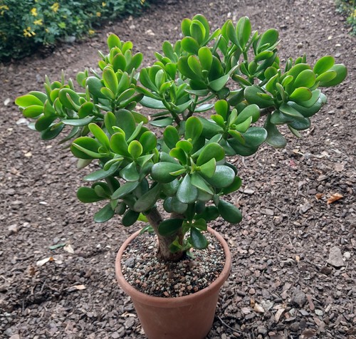 Crassula ovata geldbaum - geldbaum, /