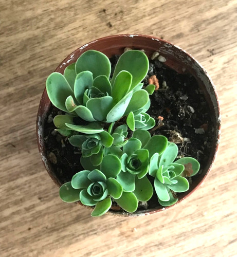 Aeonium aureum sukkulente - aureum,