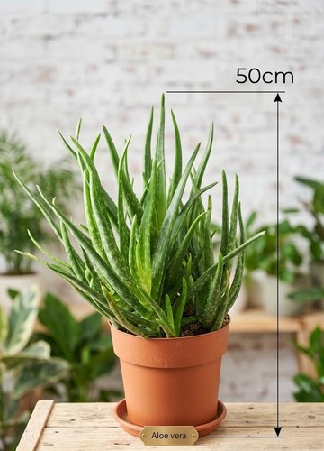 Aloe vera pflanze 50cm hoch - aloe,