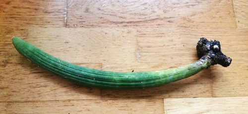 Ein blatt von sanseviera - blatt,