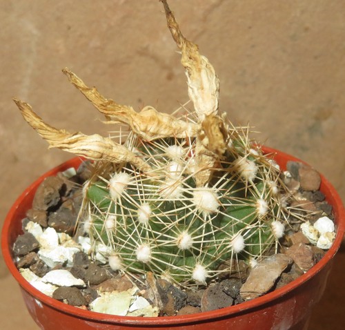 Escobaria neobesseya similis - escobaria,