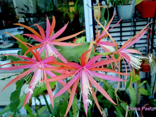 Epiphyllum blattkaktus - epiphyllum,