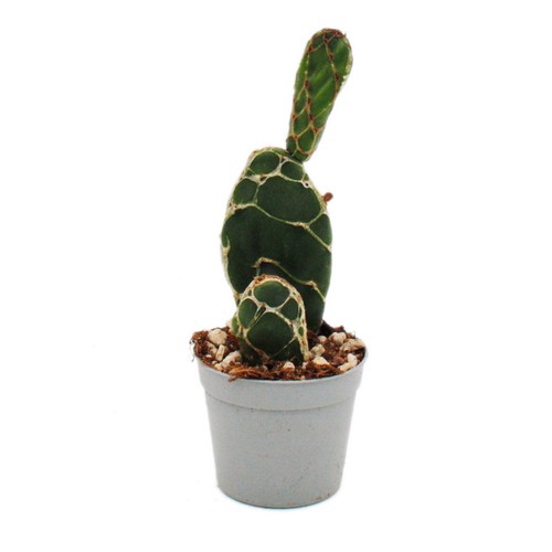 Kobra kaktus opuntia - kobra-kaktus,