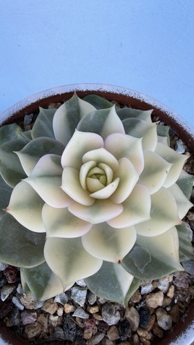 Sukkulente echeveria compton - sukkulente,