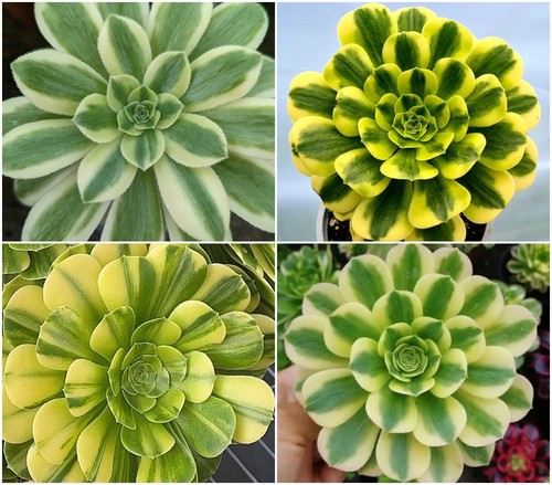 Aeonium gold emerald - emerald,